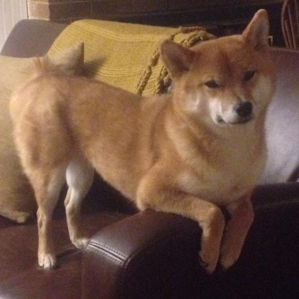 跨越太平洋的胜利基因，从广东队的坚韧到班凯罗的接管